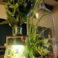 Décoration végétale sur le bar du restaurant La Rencontre à Montreuil-Bellay