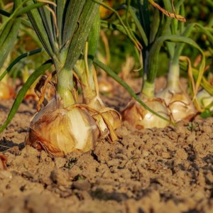 Oignons du potager