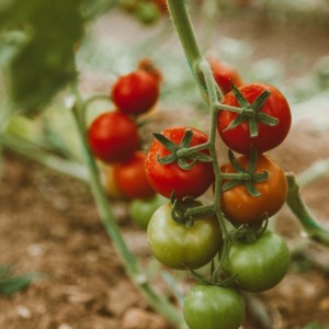Tomates du potager