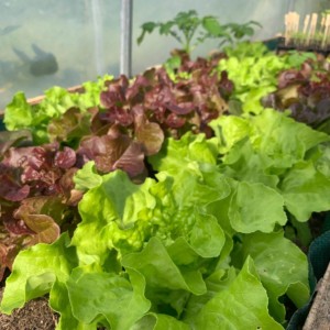 Les salades du potager du Chef du restaurant La Rencontre