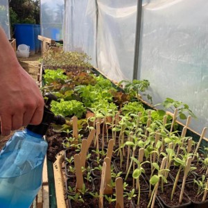 Le potager du Chef du restaurant La Rencontre