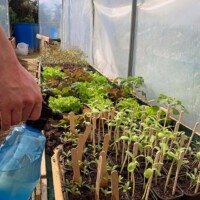 Le potager du Chef du restaurant La Rencontre