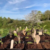 Le potager du Chef du restaurant La Rencontre