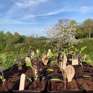 Le potager du Chef du restaurant La Rencontre