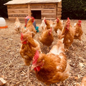 Les poules du restaurant La Rencontre