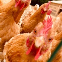 Les poules du restaurant La Rencontre