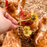 Les poules du restaurant La Rencontre