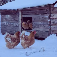 Les poules du Chef Grégoire Nadeaud dans la neige. Restaurant La Rencontre à Montreuil-Bellay, Maine-et-Loire